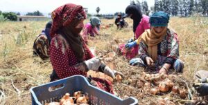 50136475131_da0820361d_o1