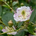 AFP__20241025__2585345__v1__HighRes__CaperCapparisSpinosaFlowerHeraultFrance-1